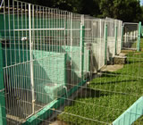 Canis em Petrópolis