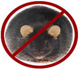 Desratização em Petrópolis