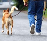 Dog Walker em Petrópolis
