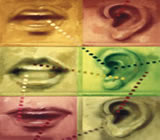 Fonoaudiologia em Petrópolis